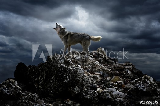 Bild på A lone wolf sings his song on top at night